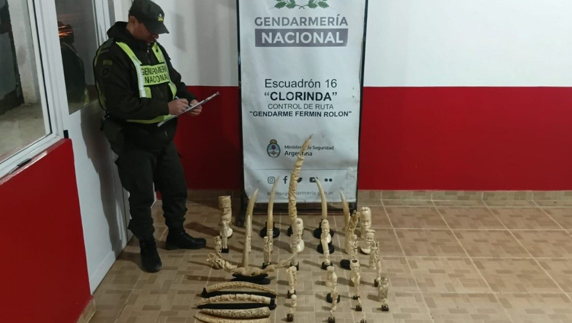 Desmantelan operación de contrabando de marfil en Formosa