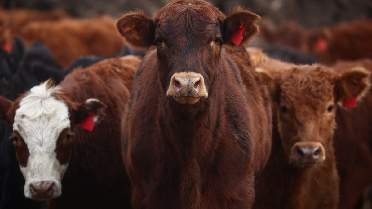 La carne brasileña desembarca en Formosa: cómo cambió el juego en las góndolas