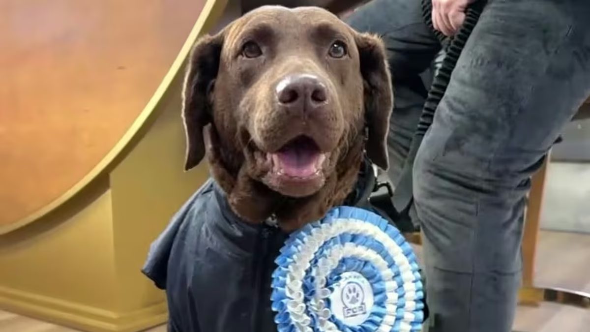 Hela, la heroína canina de la Policía Federal, será recibida en Casa Rosada