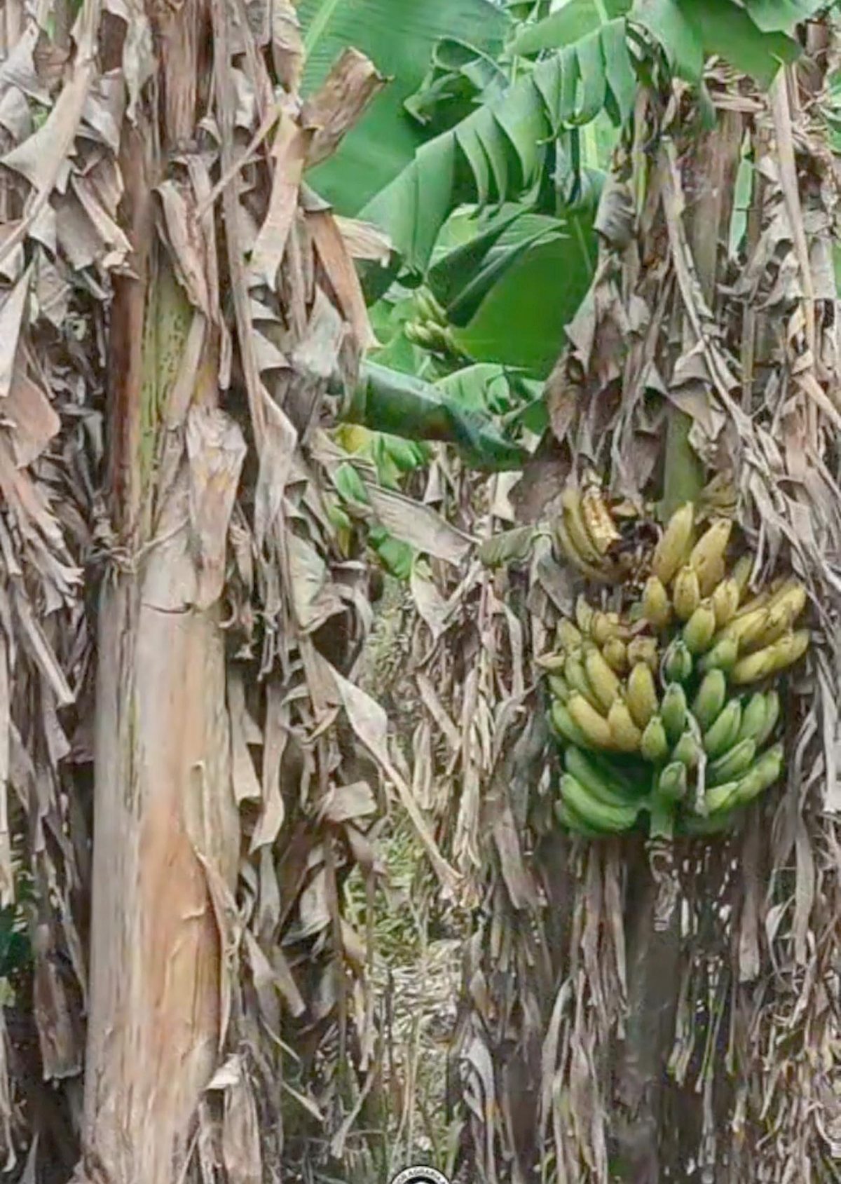 Bananeros de Formosa claman por auxilio ante el colapso de sus plantaciones