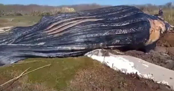 Extraño hallazgo de una ballena muerta en el Río de la Plata, entre Berisso y Magdalena