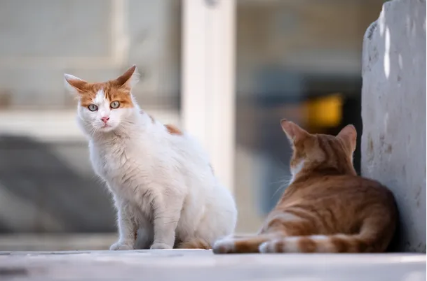 Día Internacional del Gato: por qué se celebra el 8 de agosto