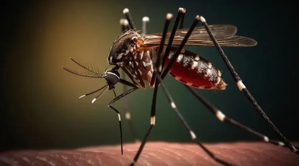 Arranca la inscripción en la Ciudad de Buenos Aires para vacunarse contra el dengue: cuándo comienza