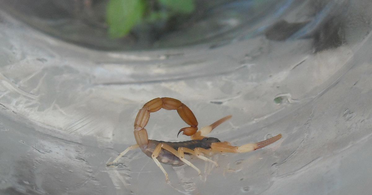 escorpiones-venenosos-en-zonas-urbanas-hasta-ahora-libres:-lo-que-revela-un-estudio-del-conicet