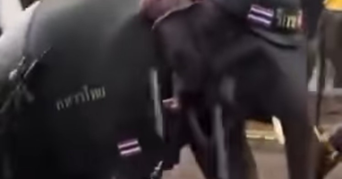 filmaron-a-un-elefante-armado-y-con-casco-en-una-marcha