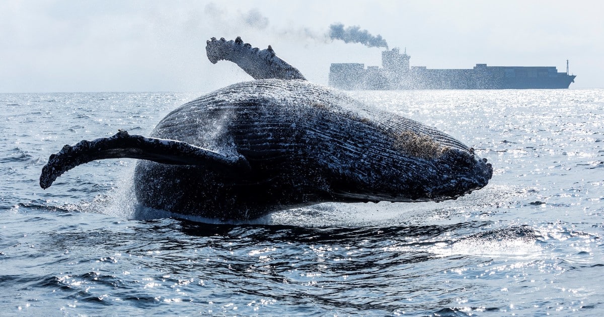 silencio-que-preocupa-en-el-oceano:-los-cientificos-resuelven-el-misterio-del-canto-de-las-ballenas-azules