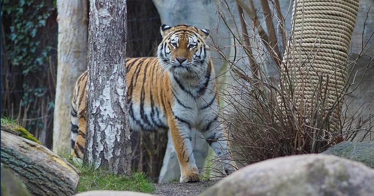 un-zoo-sacrifico-a-tres-cachorros-de-tigre-abandonados-por-su-madre