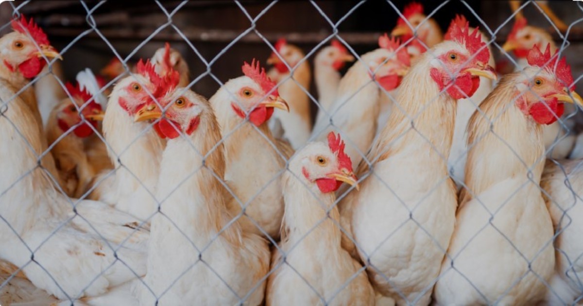 un-matrimonio-peleo-por-29-pollos-en-su-juicio-de-divorcio-y-el-juez-dio-una-solucion-insolita