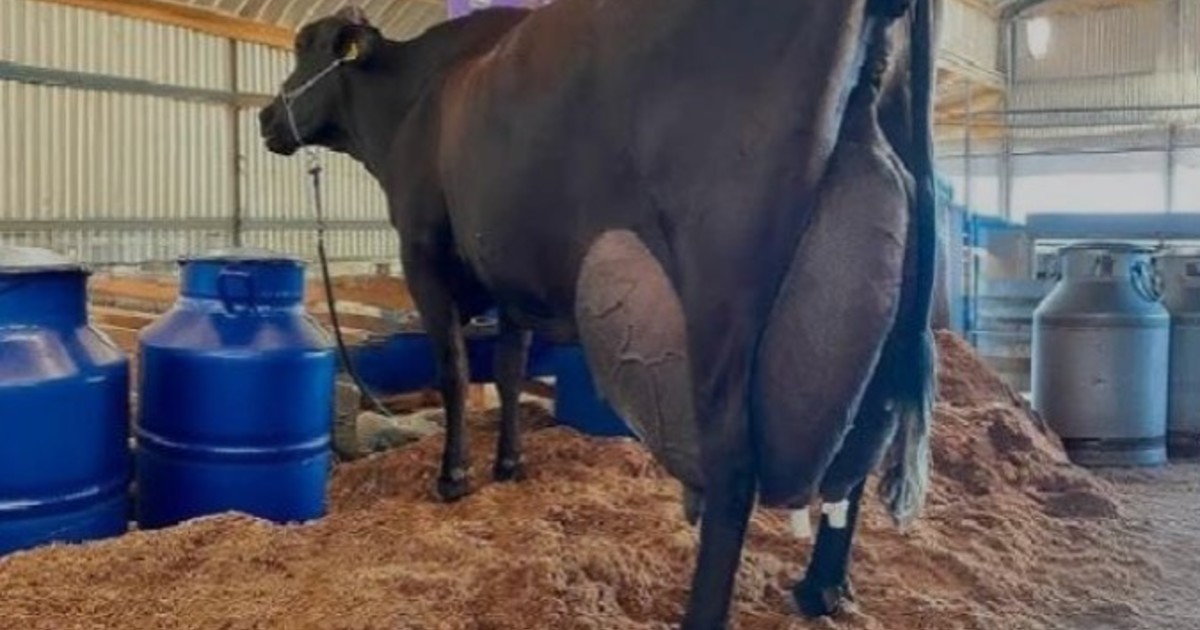 la-vaca-que-batio-records:-produjo-343-litros-de-leche-en-3-dias