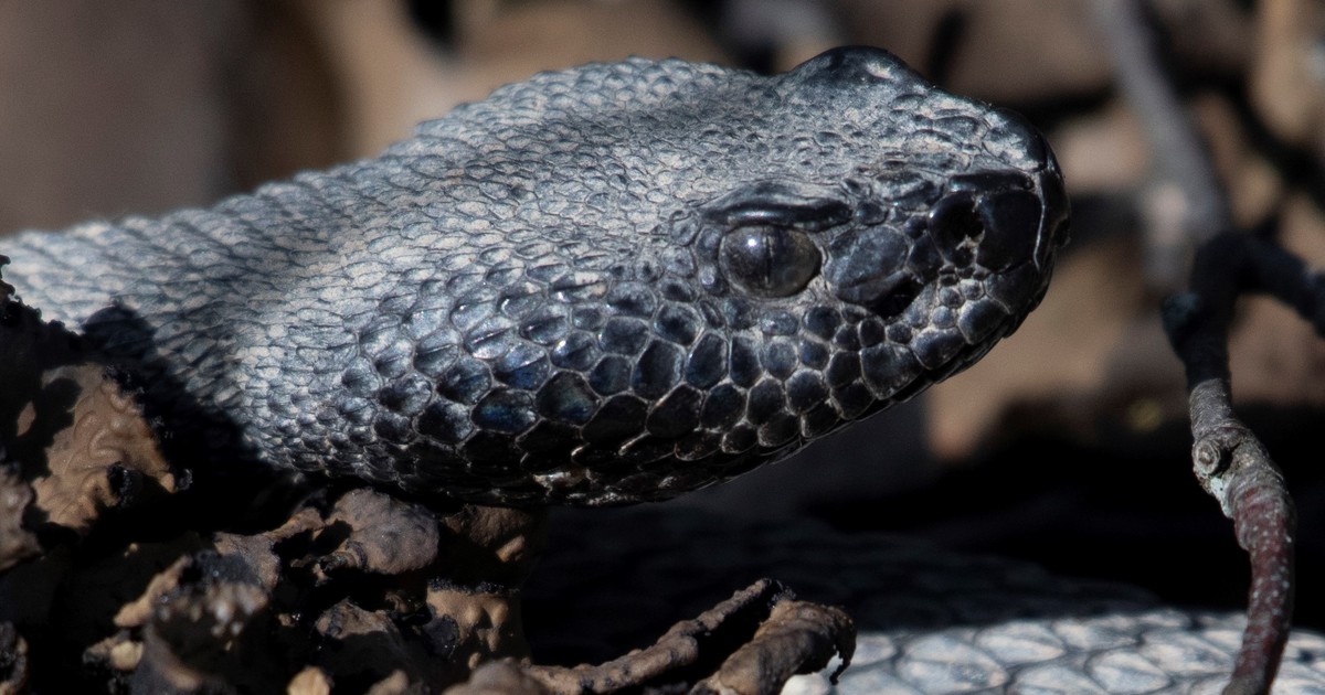 un-excursionista-muere-tras-ser-mordido-por-una-serpiente-cascabel-en-un-parque