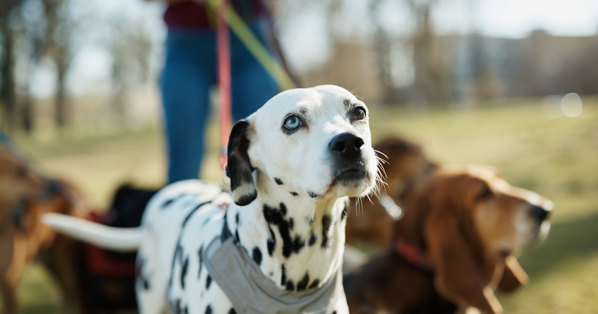 ¿insolitos-o-tiernos?-los-10-nombres-para-perro-mas-originales,-segun-la-inteligencia-artificial