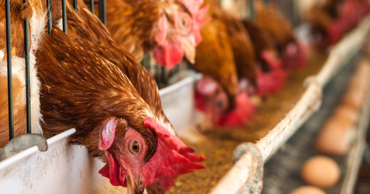 argentina-suspendio-las-exportaciones-de-productos-aviares-tras-la-confirmacion-de-un-caso-de-influenza-aviar-en-buenos-aires