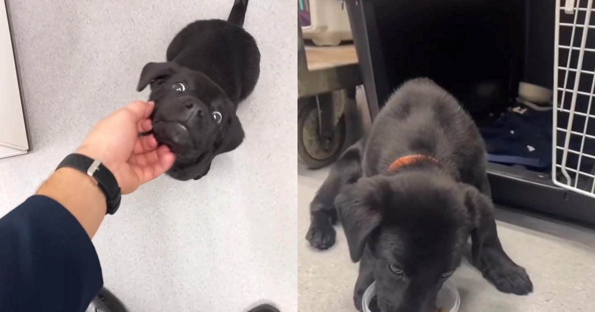 no-pudo-embarcar-con-su-perro-y-lo-abandono-en-el-aeropuerto:-trabajadores-de-la-terminal-aerea-lo-adoptaron