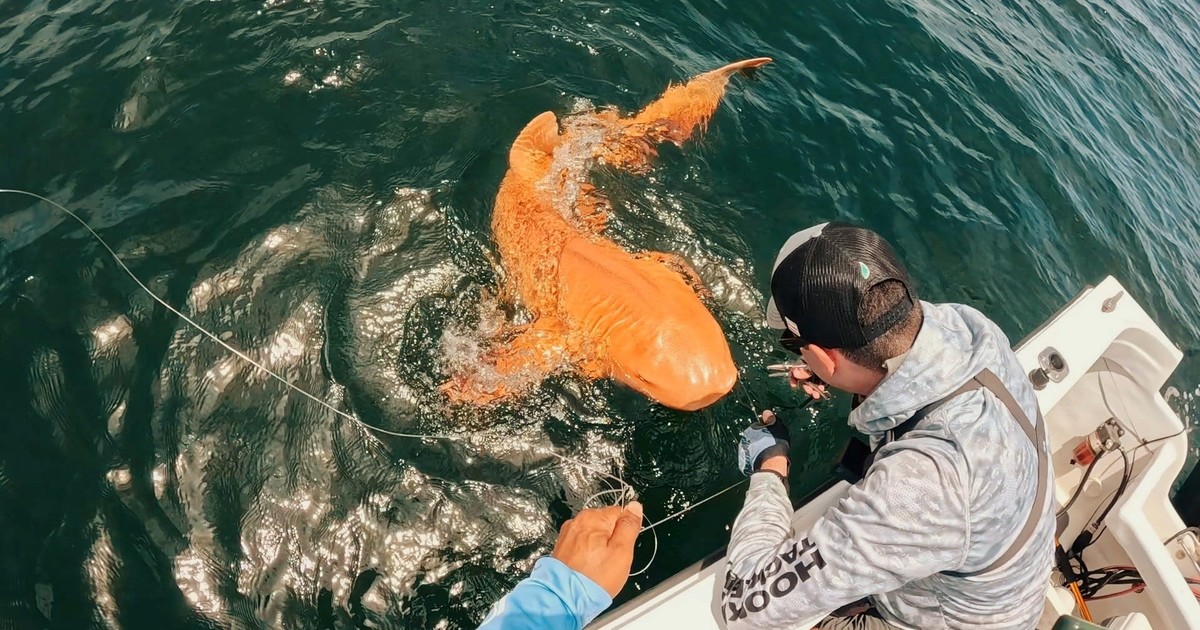 un-extrano-tiburon-naranja-aparecio-en-el-caribe:-«era-demasiado-poderoso»