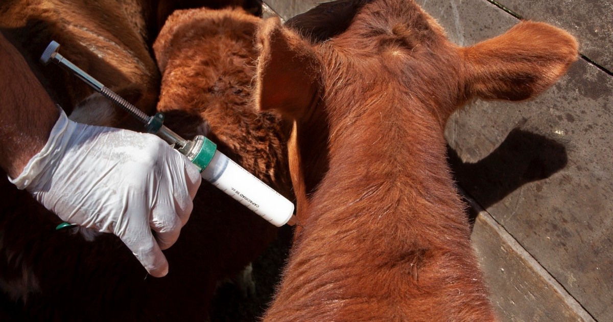 polemica-entre-las-gremiales-del-campo-por-la-politica-sanitaria-frente-a-la-fiebre-aftosa