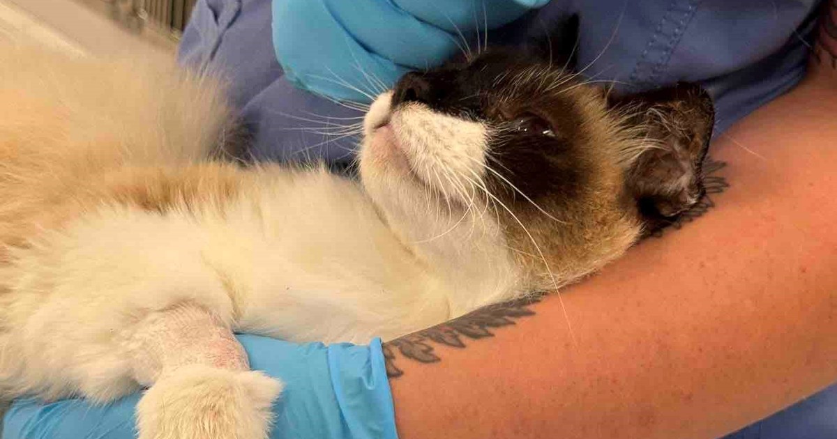 coco,-el-gato-que-recibio-un-disparo-en-un-tiroteo-y-ahora-lucha-por-volver-a-caminar