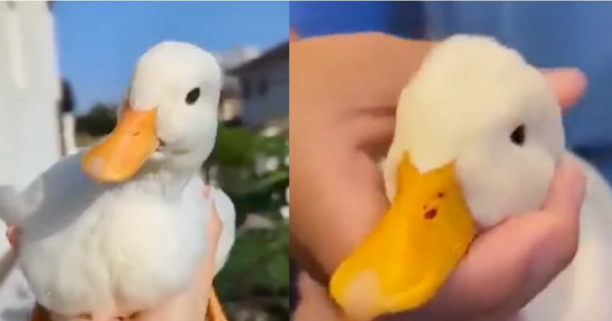 un-perro-trajo-un-pato-a-su-casa-y-se-convirtio-en-el-mejor-amigo-de-la-familia