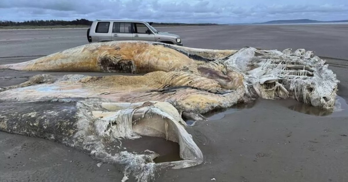 hallaron-el-cadaver-de-una-gigantesca-y-misteriosa-criatura-marina