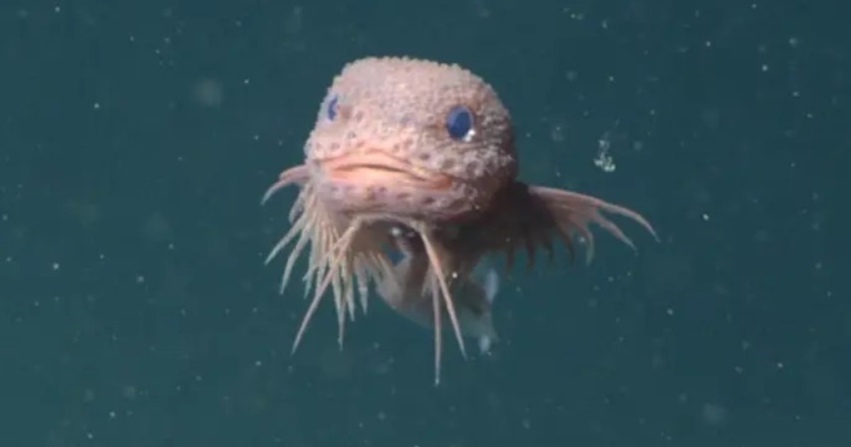 descubrieron-un-nuevo-pez-de-ojos-azules-a-3200-metros-de-profundidad