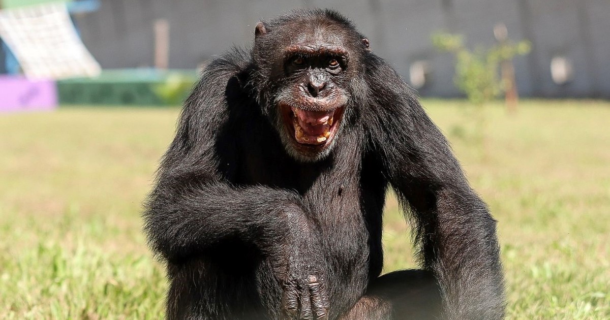 un-estudio-revela-que-los-chimpances-consumen-el-equivalente-a-dos-o-tres-vasos-de-cerveza-al-dia