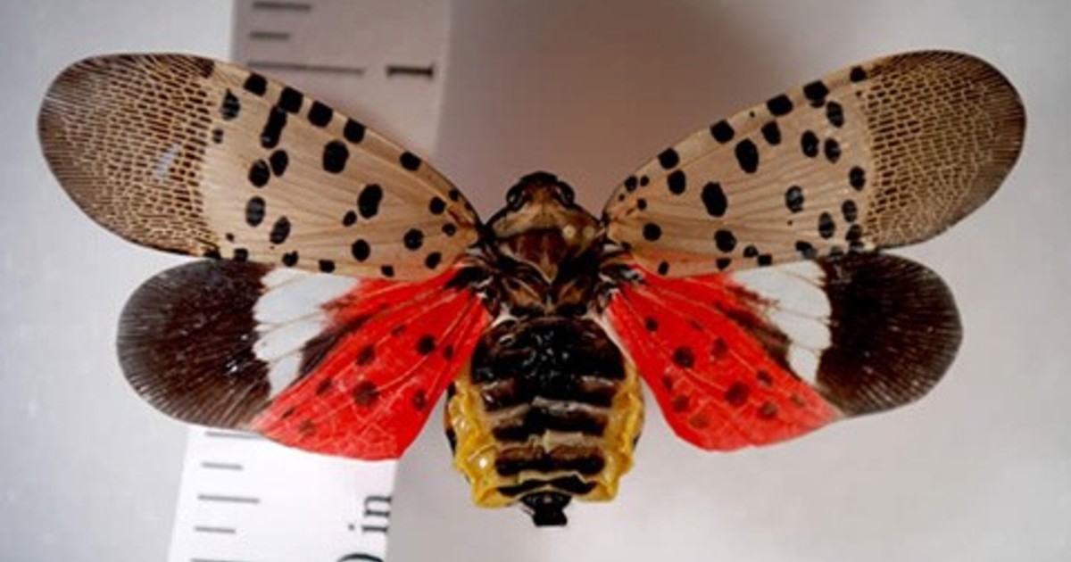 una-extrana-plaga-invadio-washington:-habia-tantos-insectos-que-los-radares-atmosfericos-los-confundieron-con-un-fenomeno-climatico