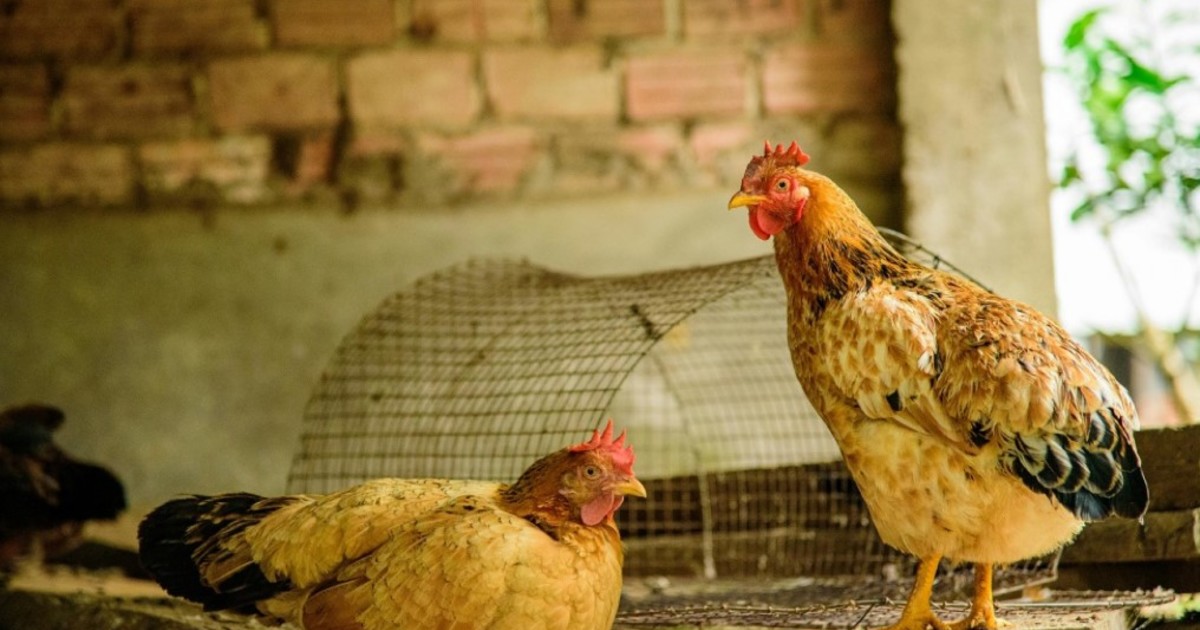 alarma:-detectaron-un-caso-positivo-de-influenza-aviar-en-aves-de-traspatio-en-una-de-las-principales-provincias-avicolas