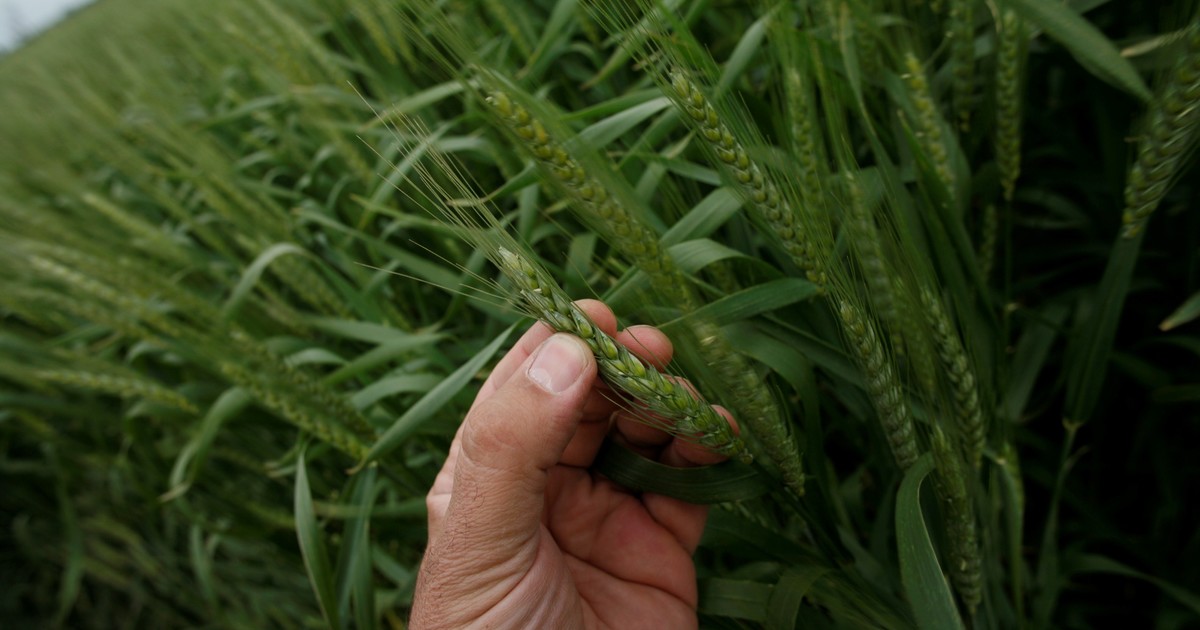 el-trigo-y-la-cebada-insinuan-altos-rendimientos,-aunque-el-frio-genera-alertas