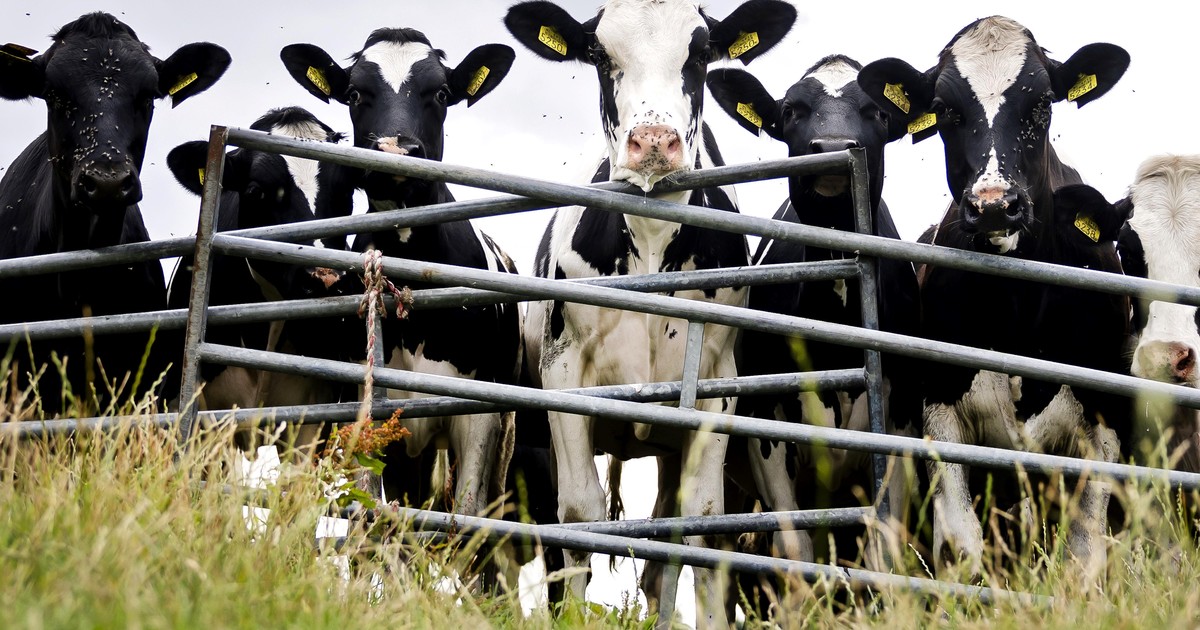 accidente-fatal:-una-jubilada-murio-tras-ser-pisoteada-por-vacas