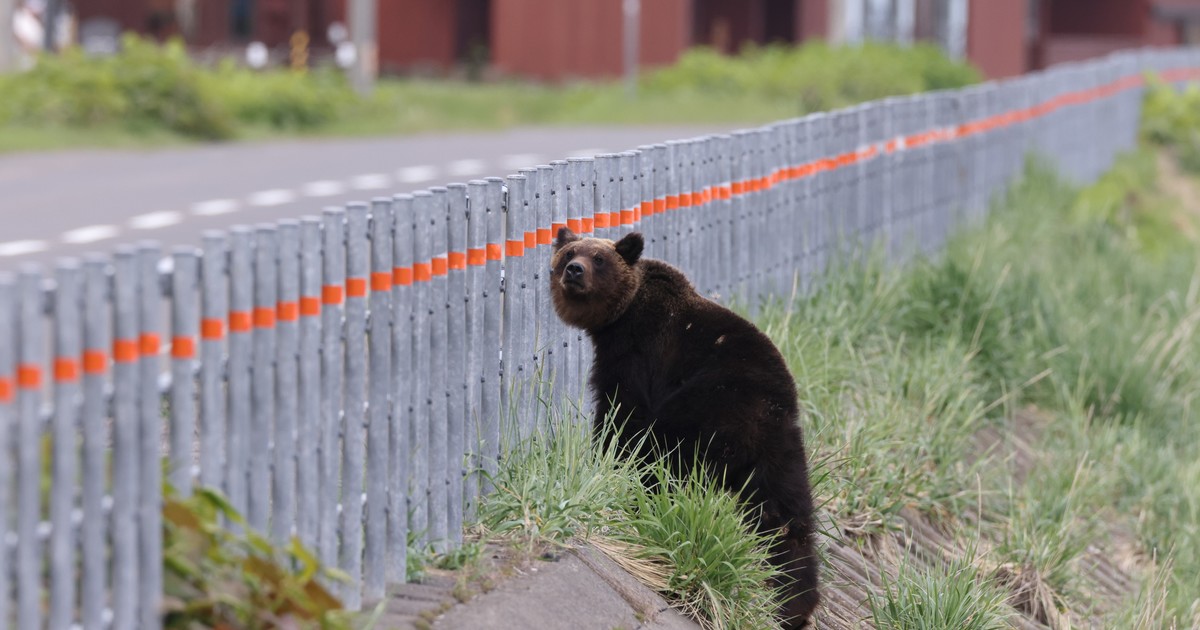 alerta-en-japon:-tras-la-muerte-de-13-personas,-el-gobierno-despliega-tropas-para-combatir-el-ataque-de-osos
