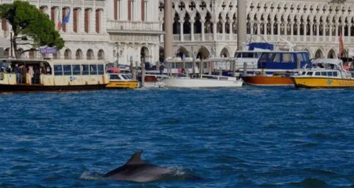 Sorpresa en la laguna de Venecia: apareció un delfín nadando entre barcas y góndolas (Captura de video).