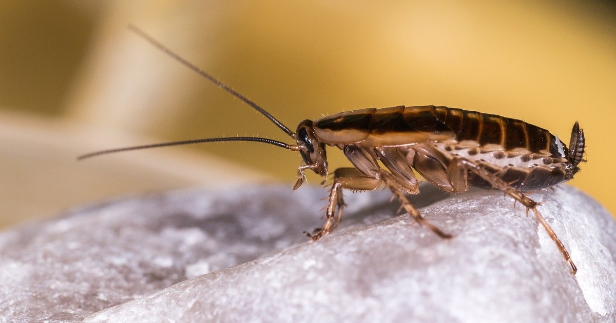 que-significa-encontrar-cucarachas-en-una-casa-segun-el-feng-shui-y-que-recomiendan-hacer