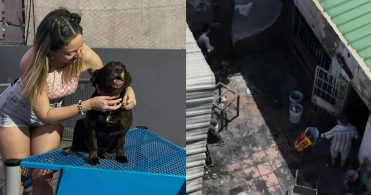 por-culpa-de-la-pirotecnia-murieron-11-gatos-y-3-perros-de-una-pareja-que-rescata-animales