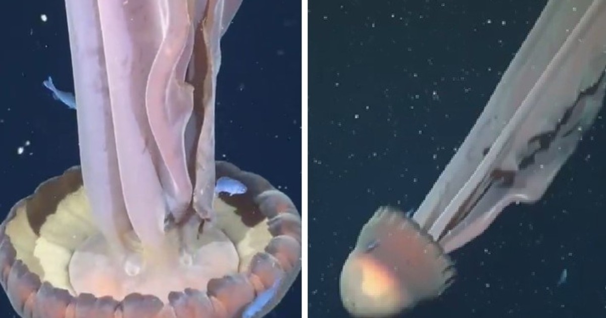 tras-descubrir-una-medusa-del-tamano-de-un-micro-escolar,-cientificos-del-conicet-piden-«seguir-investigando-el-oceano-profundo»