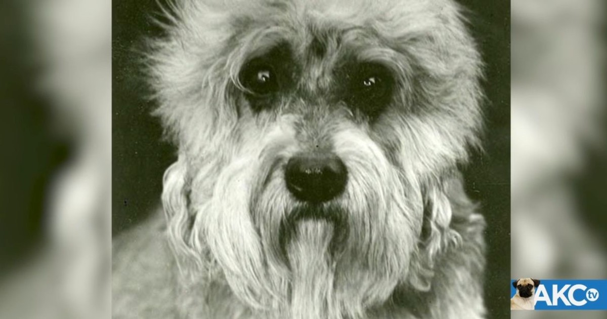 un-hallazgo-televisado:-la-aparicion-de-una-raza-con-menos-de-300-cachorros-en-todo-el-mundo-enamoro-a-eeuu.