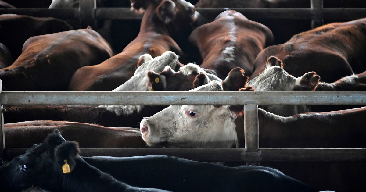 «poca-oferta-y-demanda-activa»:-el-valor-de-la-hacienda-volvio-a-subir-y-en-lo-que-va-de-febrero-una-categoria-trepo-hasta-un-14%