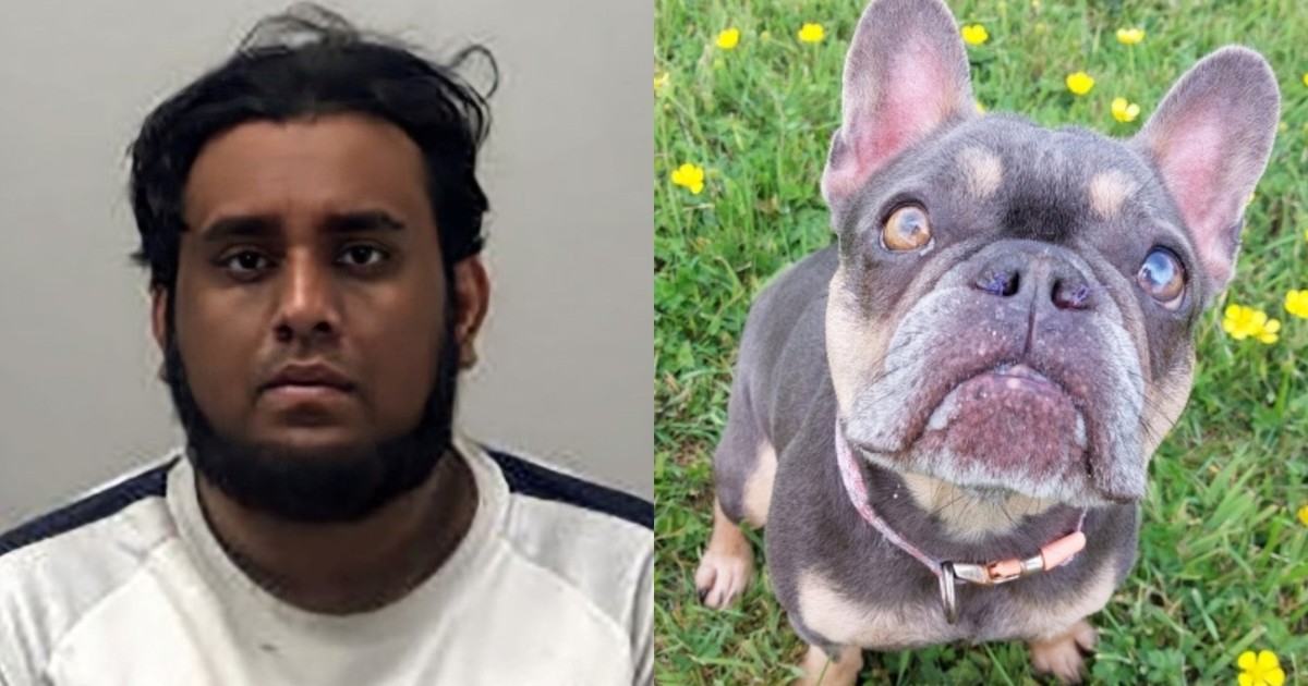 de-refugio-de-animales-a-casa-del-horror:-hallaron-decenas-de-perros-muerto-y-varios-en-condiciones-deplorables