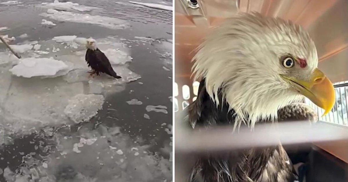 el-conmovedor-rescate-de-un-aguila-calva-herida-y-atrapada-en-el-hielo