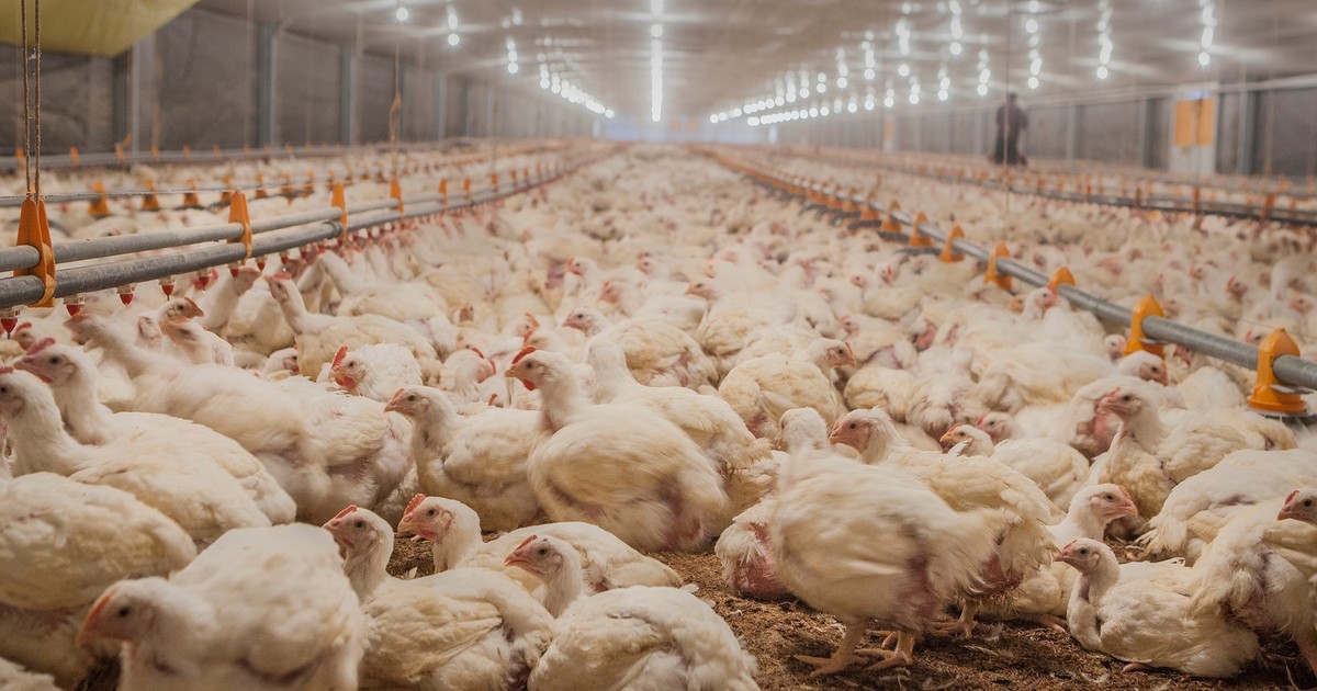 confirman-caso-de-influenza-aviar-en-una-granja-comercial-y-argentina-volvio-a-cerrar-sus-exportaciones