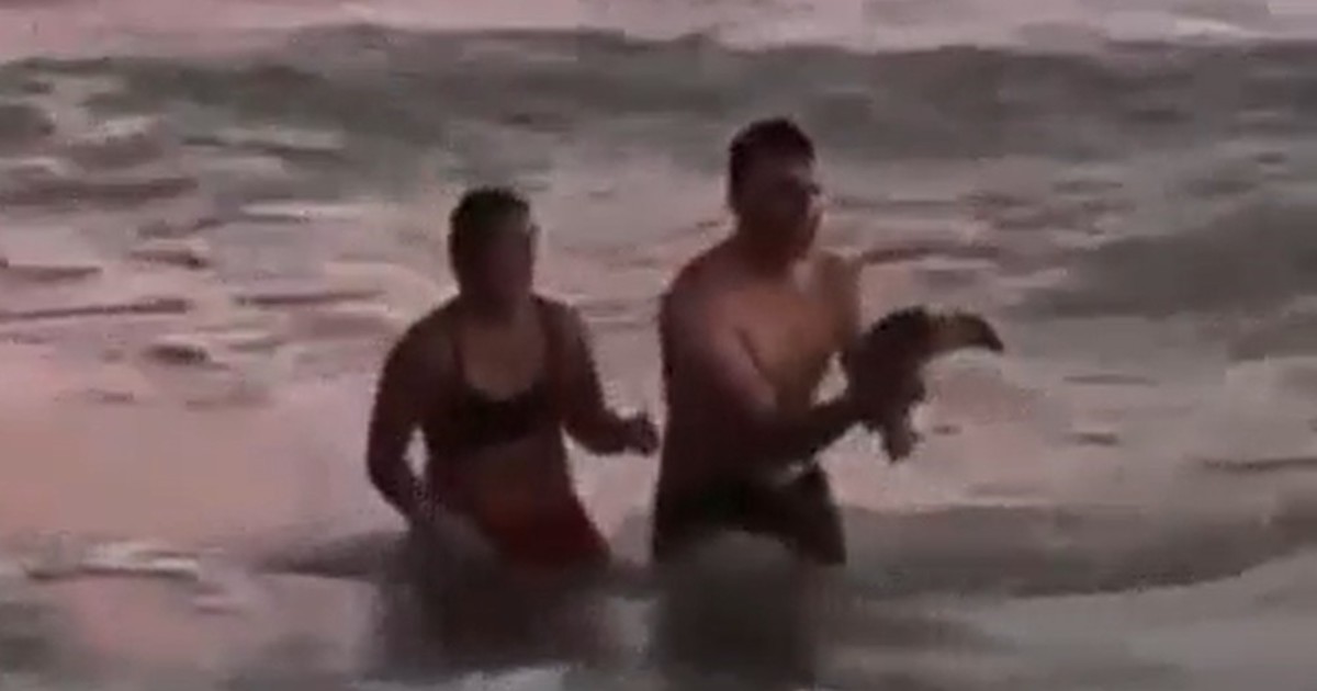 monte-hermoso:-indignacion-por-una-pareja-que-saco-a-un-pinguino-del-mar-para-tomarse-fotos