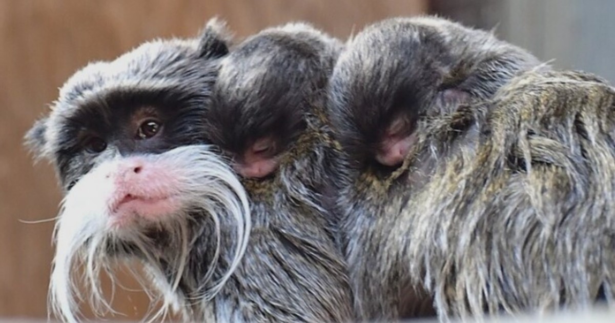 nacieron-dos-tamarinos-emperador-gemelos,-la-especie-mas-rara-de-monos