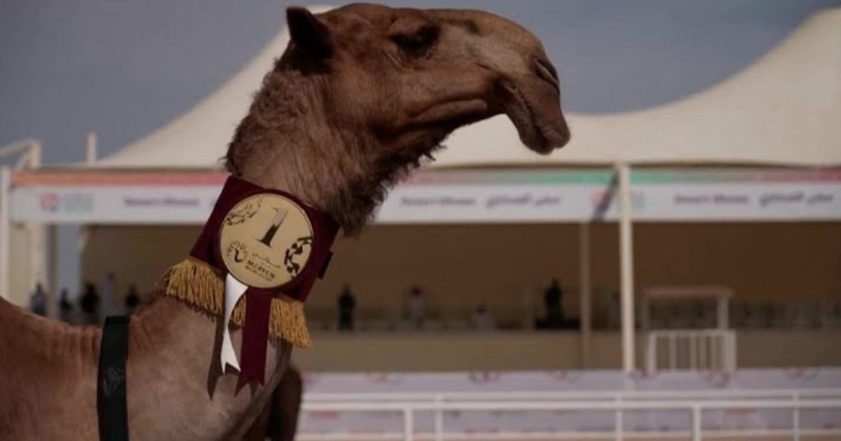 descalificaron-a-20-camellos-en-un-concurso-de-belleza-por-tener-botox-y-operaciones-esteticas