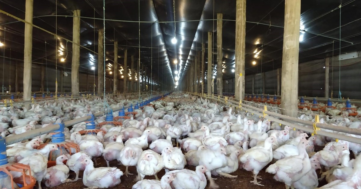 sigue-avanzando-la-influenza-aviar-en-el-pais:-detectan-un-nuevo-caso-en-un-establecimiento-avicola-de-buenos-aires