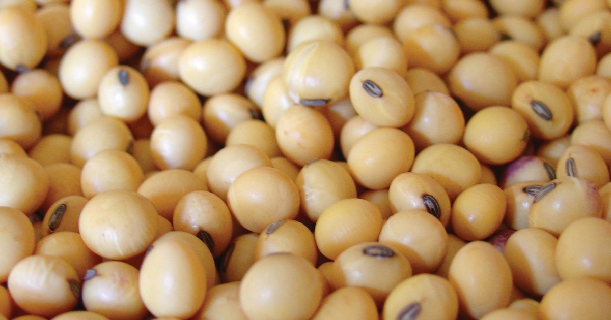 continua-el-rally-alcista-de-la-soja-por-la-guerra-en-medio-oriente-y-alcanza-su-precio-mas-alto-desde-mayo-de-2024