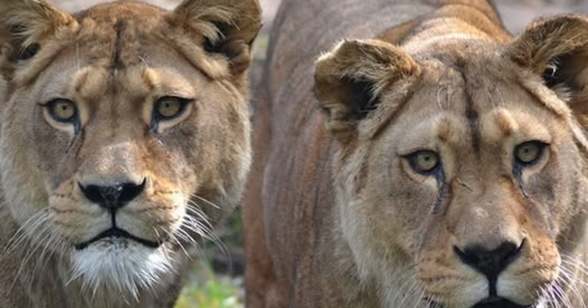 sacrificaron-a-dos-leonas-de-una-especie-extinta-en-estado-salvaje:-la-explicacion-del-zoologico-tras-la-polemica-que-surgio-en-las-redes