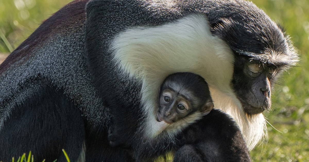 masaya,-la-mona-roloway-en-peligro-de-extincion-que-sobrevivio-a-una-compleja-cirugia,-fue-mama:-«es-un-caso-unico»