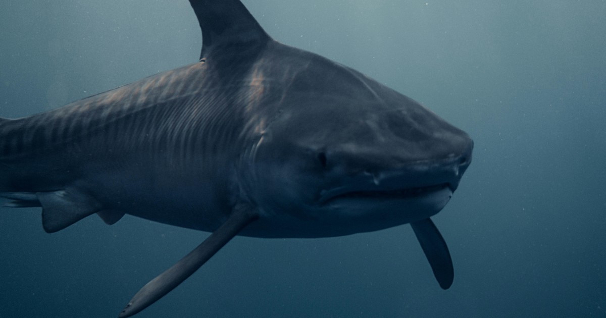 trabajaba-en-un-hospital-y-descubrio-que-su-esposo-habia-sido-trasladado-alli-por-un-ataque-de-tiburon:-«me-desplome»