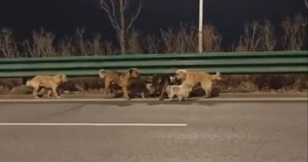 la-increible-fuga-de-siete-perros-de-una-banda-de-comerciantes-de-carne-canina