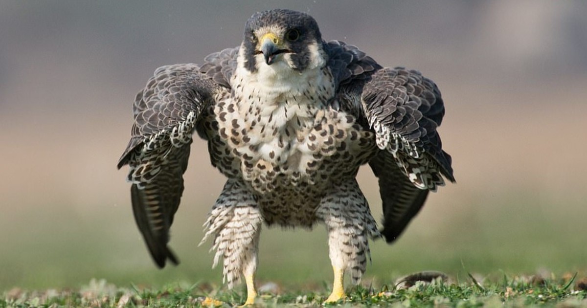 las-redes-se-asombran-con-el-halcon-peregrino-que-se-parece-a-«hulk»
