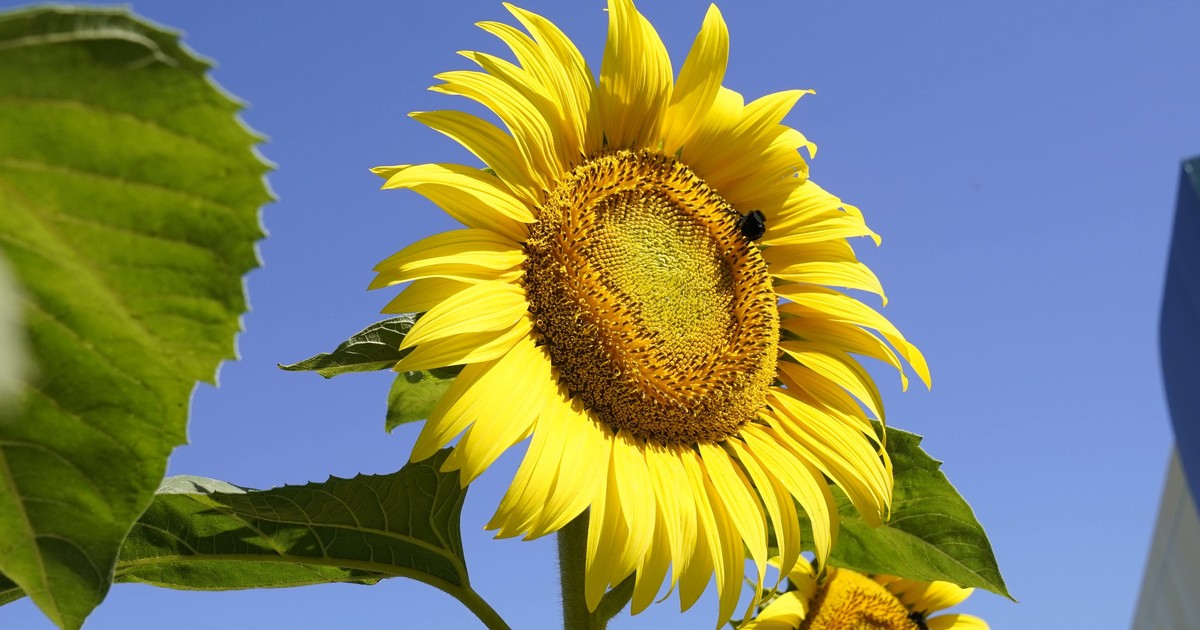 «no-podemos-pedir-mas»:-el-girasol-argentino-vive-un-boom-con-precios-firmes-para-el-productor,-demanda-mundial-en-alza-y-records-en-la-cadena