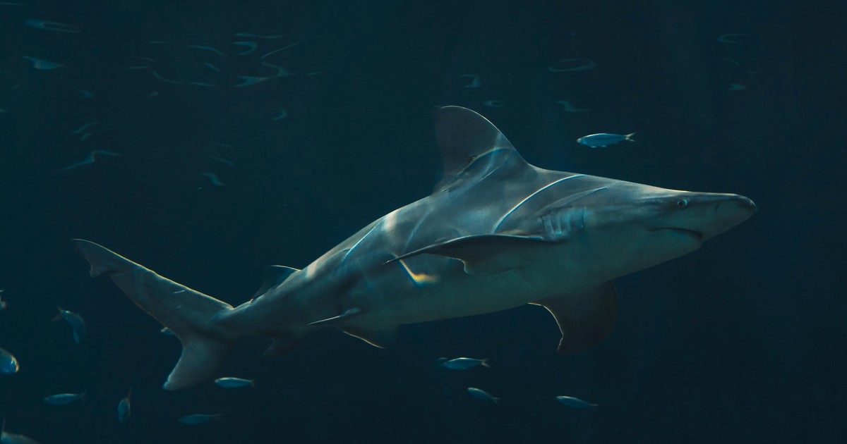 el-ataque-de-tiburon-en-plena-luna-de-miel-que-dejo-a-un-turista-en-estado-grave-en-maldivas